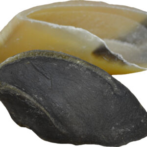 Cow Hooves