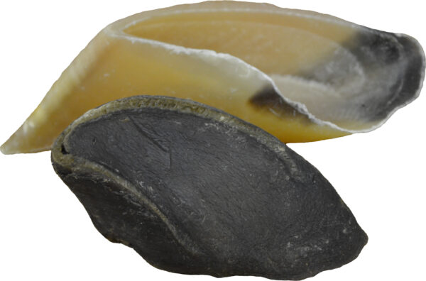Cow Hooves